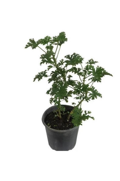 Güldamlası Itır Çiçeği Fidanı 15-30 Cm ürün görseli 1