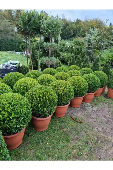 (buxus Sempervirens) Şimşir Fidanı 30-40 cm - Resim 2