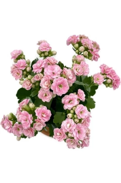 Kalanchoe (Kalanşo) Çiçeği Fidanı Pembe 10-20 cm ürün görseli 1