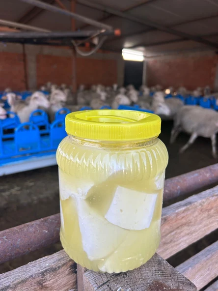 Balıkesir Yöresi Tam Yağlı Katkısız %100 Organik Koyun Peyniri 1.5 Kg Kuru Ağırlık ürün görseli 1
