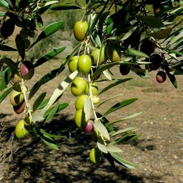 Tüplü Yabancı Menşei Fas - Picholine Marocaine Zeytini Fidanı ürün görseli 1