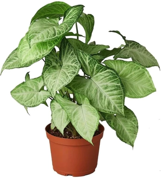 Melek Kanadı Çiçeği Syngonium Podophyllum ürün görseli 1
