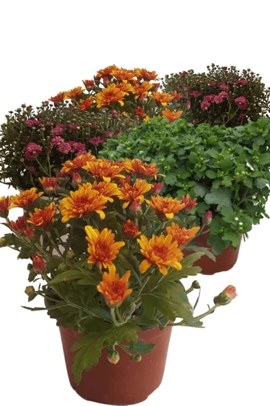 Kasımpatı Krizantem Chrysanthemum Seti 5li ürün görseli 1