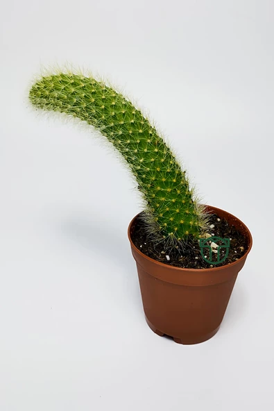 Maymun kuyruğu kaktüs tüylü Cleistocactus Colademononis ürün görseli 1