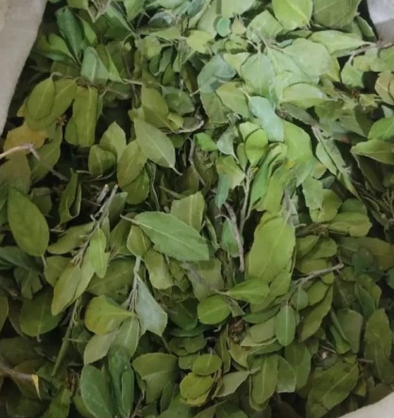 Es-sidre 1.kalite Sedir Yaprağı   Sidr Yaprağı  Sidir Yaprağı 500 gr (ARABİSTAN KİRAZI YAPRAĞI) ürün görseli 1