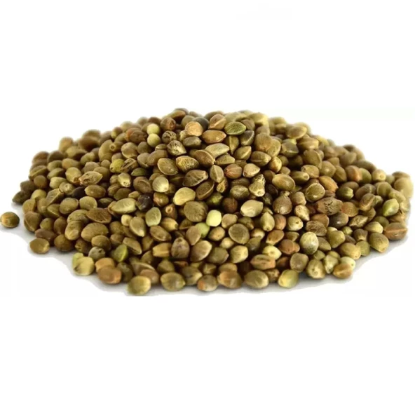 Kendir, Çedene Tohumu 100 gr, Derya Eren - Resim 3