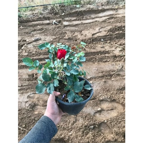 Ateş Kırmızı Gül Fidanı 15-25 cm ürün görseli 1