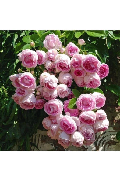 Saksılı Yediveren Pembe Beyaz Sarmaşık Ponpon Gül Fidanı 5 Adet 15-25 Cm ürün görseli 1