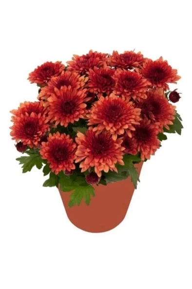 Kasımpatı Çiçeği Fidanı Seti 3'lü Karışık Renk Mix 10-20 Cm ürün görseli 1