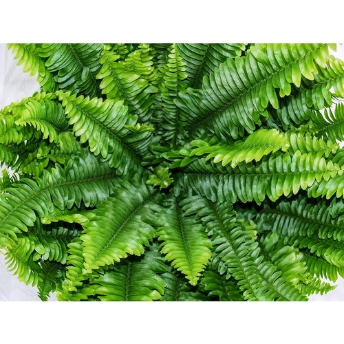 Aşk Merdiveni Nephrolepsis Exaltata 10-20 cm - Resim 5