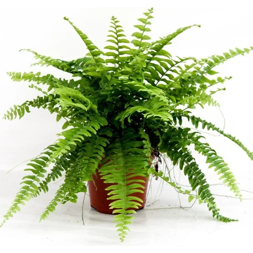 Aşk Merdiveni Nephrolepsis Exaltata 10-20 cm ürün görseli 1