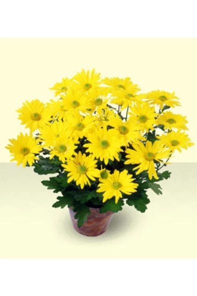 Bodur Kasımpatı Krizantem Chrysanthemum Sarı 10-20 Cm ürün görseli 1