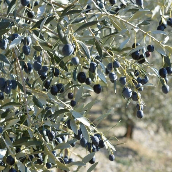 Tüplü Yabancı Menşei Yağlık ve Sıkımlık Avustralya–Ligurian Zeytini Fidanı ürün görseli 1