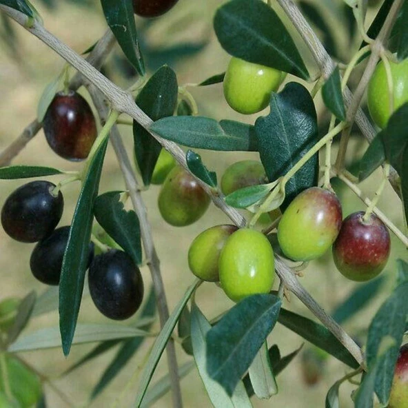 Tüplü İthal Sofralık ve Sıkımlık Yeni Zelanda Menşei- Leccino Zeytini Fidanı ürün görseli 1