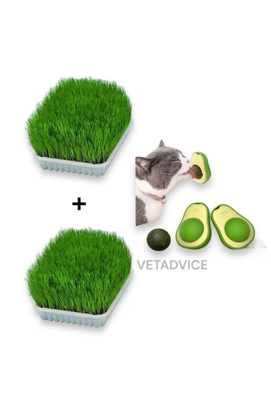 vet advice Kedi Çimi Seti 2 Adet Kedi Çimi 1 Adet Kedi Avokado catnip Set ürün görseli 1