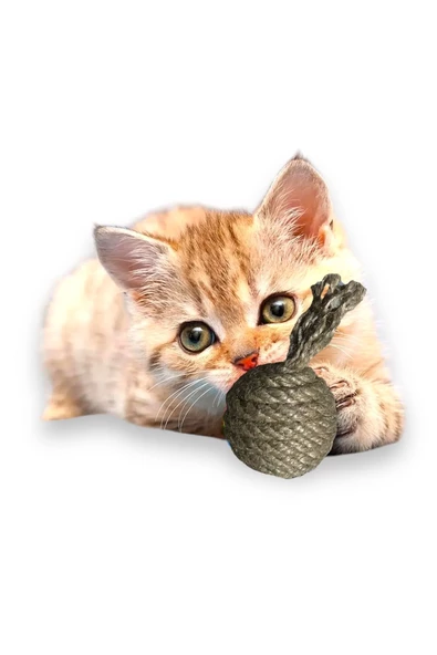 vet advice Kedi Hasır Çıngıraklı Oyun Topu Adet Kedi Oyuncağı kahverengi ürün görseli 1
