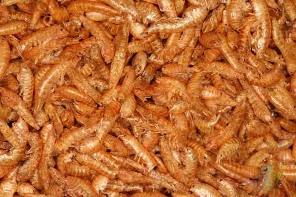 hobivaryum Kurutulmuş Gammarus Karides Kaplumbağa Ve Balık Yemi 25 gr ürün görseli 1