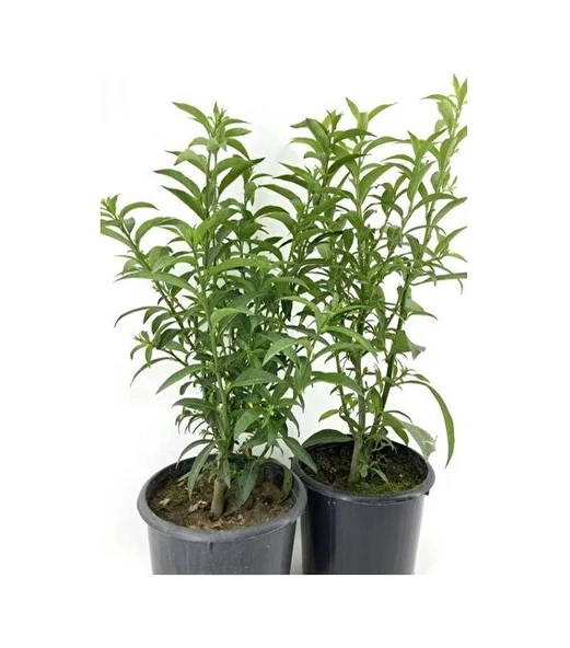 Kolonya Limon Çiçeği Akşam Gece Sefası Melisa 2 Adet 20-40 Cm ürün görseli 1
