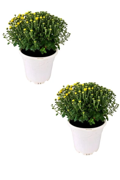 Kasımpatı (chrysanthemum) 2’li Set 20-25cm Sarı ürün görseli 1