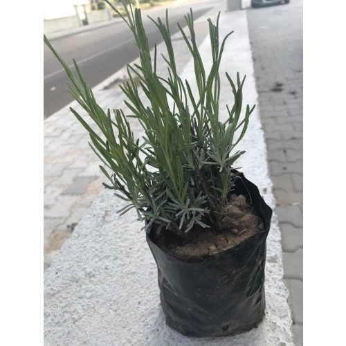 Lavanta Fidanı 2 Adet 15-25 Cm Intermedia ürün görseli 1