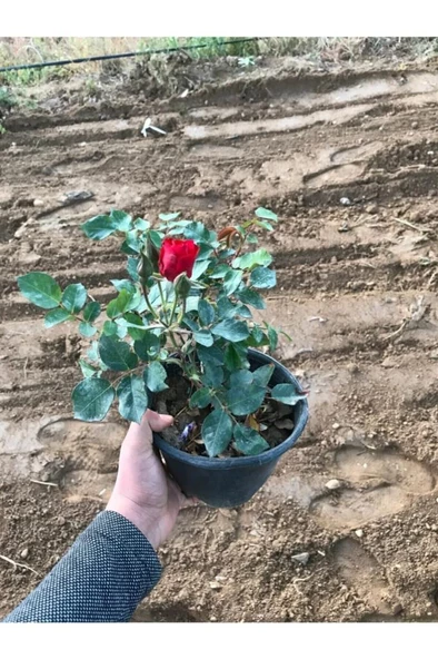Koyu Kırmızı Gül Fidanı 15-25 Cm ürün görseli 1