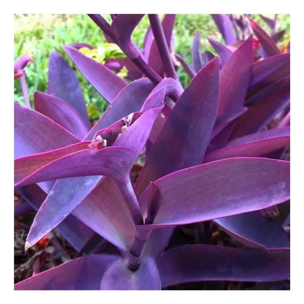 Saksılı Mor Telgraf Karasevda Çiçeği 10-20 Cm Tradescantia ürün görseli 1