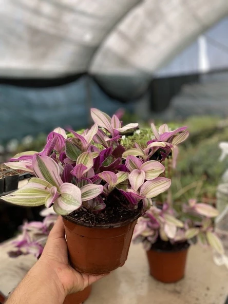 Tradescantia Nanouk Telgraf Çiçeği 13 Lük Saksıda ürün görseli 1