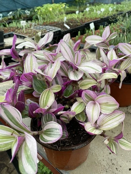 Tradescantia Nanouk Telgraf Çiçeği 13 Lük Saksıda - Resim 4