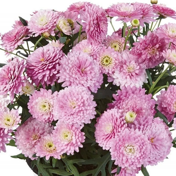 Aramis Double Pink Katmerli Çeşme Papatyası Çiçeği Fidesi (2 Adet Fide) ürün görseli 1
