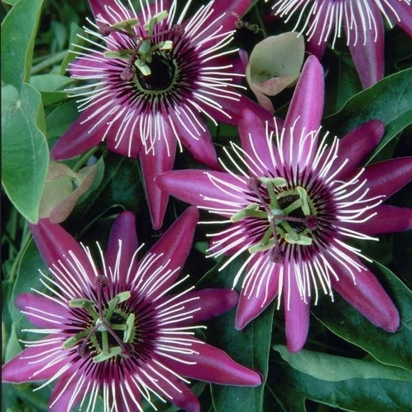 Tüplü Soğuklara Dayanıklı Pembe Çiçekli Passiflora Victoria Çiçeği Fidanı ürün görseli 1