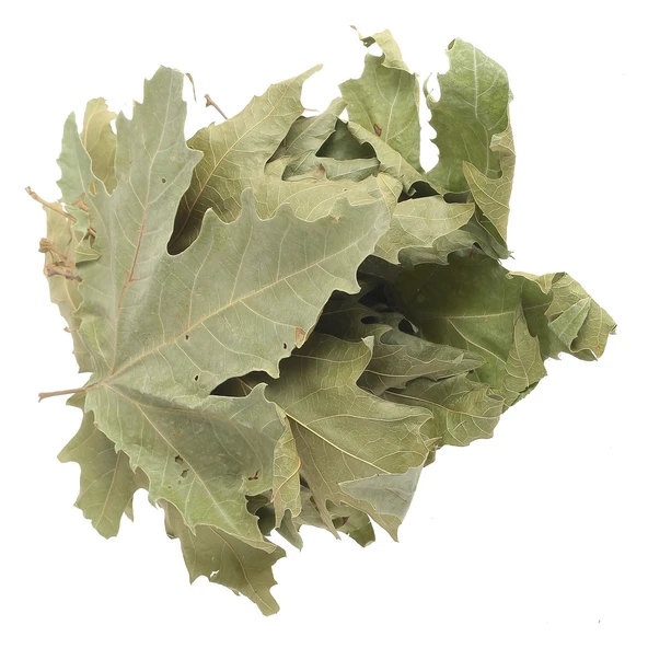 Çınar Yaprağı Anadolu Çınarı Şifaen Kullanım Için 1 kg ürün görseli 1