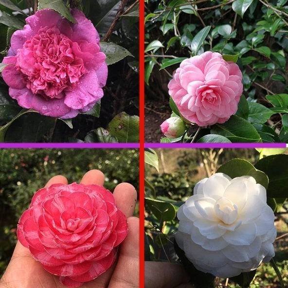 Tüplü Mixed Kamelya Fidanı (10-20 cm) 2 Adet ürün görseli 1