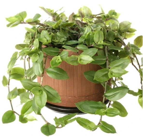 Tradescantia Flumensis Telgraf Çiçeği Fidesi(5 adet) ürün görseli 1