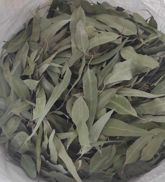 Okaliptus Yaprağı 500 gr ( Doğal Kurutulmuş, Elenmiş, Katkısız ) ürün görseli 1
