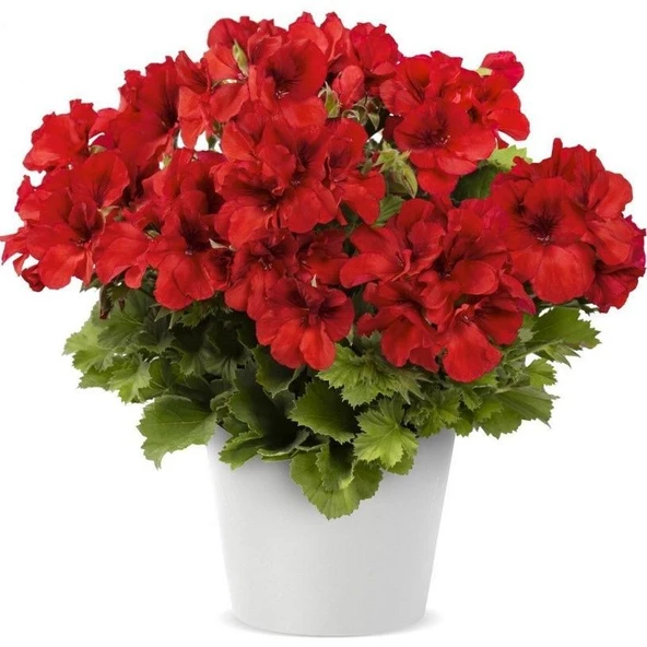 Bright Red Aristo Sardunya Canan Çiçeği Fidesi  (1 adet) ürün görseli 1