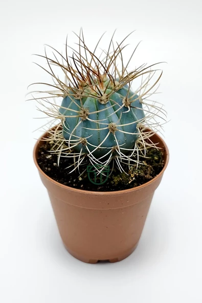Mavi melo kaktüs Melocactus Azureus Türk şapkası kaktüsü ürün görseli 1
