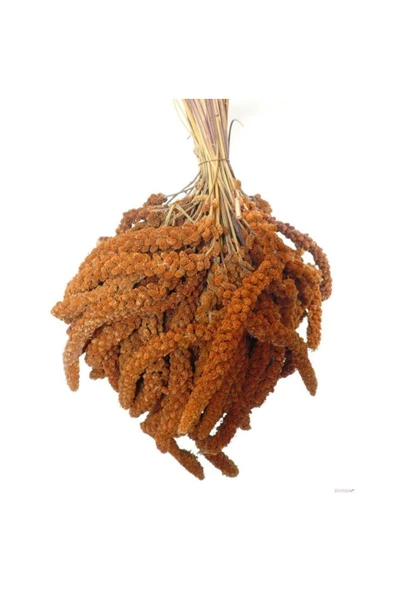 Kuşlar Için Kızıl Dal Darı - 1 kg ürün görseli 1