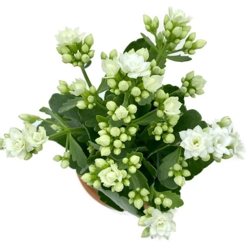 Beyaz 10-20 cm Kalanchoe Beyaz 10-20 cm ürün görseli 1