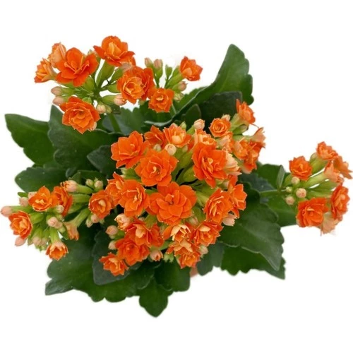 Kalanchoe (Kalanşo) Turuncu 10-20 cm ürün görseli 1
