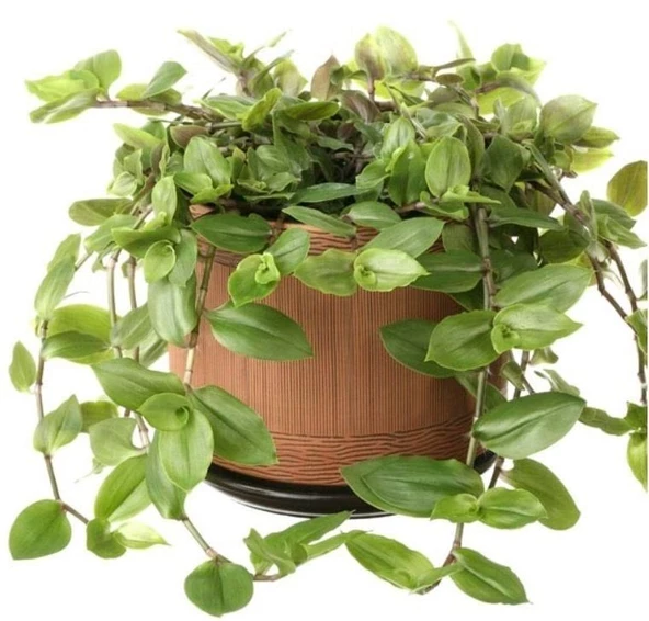 Tradescantia Flumensis Telgraf Çiçeği Fidesi(5 adet) ürün görseli 1