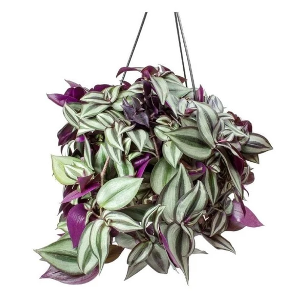 Alacalı Yapraklı Tradescantia Zebrina Telgraf Çiçeği Fidesi (5 adet) ürün görseli 1