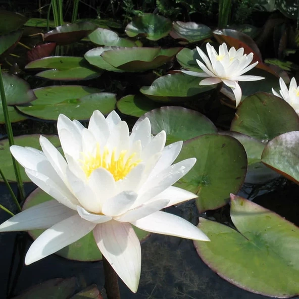 5 Adet Tohum Nadir Karışık Renkli Beyaz Lotus Çiçeği Tohumu Organik Su Zambağı Tohumu ürün görseli 1