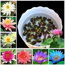 5 Adet Tohum Nadir Karışık Renkli Lotus Su Çiçeği Tohumu Nilüfer Su Zambağı Tohum ürün görseli 1