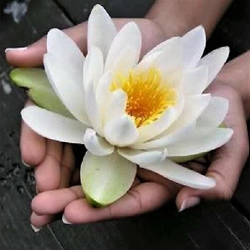 10 Adet Tohum Beyaz Lotus Çiçeği Tohumu Nadir Bulunan Su Nilüfer Çiçek Tohumu Sürpriz Hediye Tohumludur ürün görseli 1