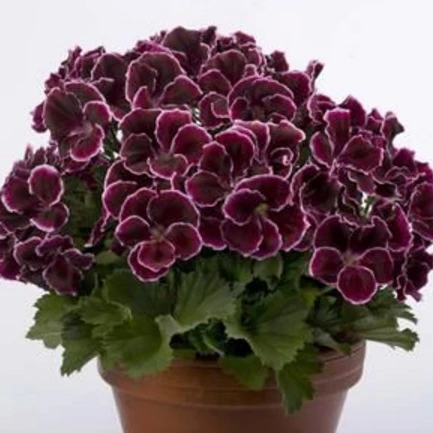 Aristo Black Beauty Sardunya Çiçeği Fidesi (1  Fide) ürün görseli 1
