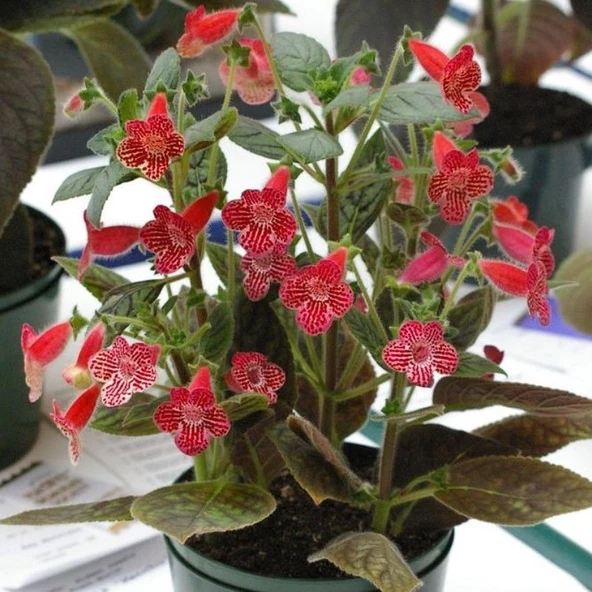 Özel Tür Carnival Kohleria Japon Küpelisi Çiçeği Fidesi (Mini Pot) ürün görseli 1