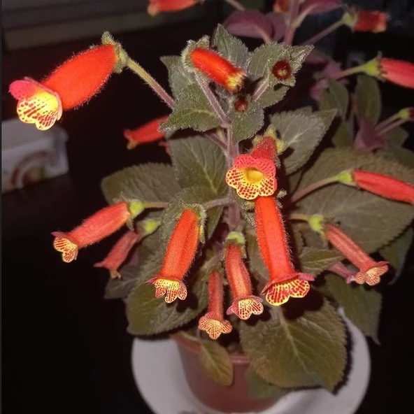 Özel Tür Brasil Gem Kohleria Japon Küpelisi Çiçeği Fidesi (Mini Pot) ürün görseli 1