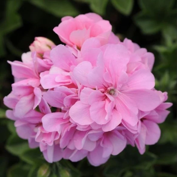 Pembe Grandeu İvy Pink Sakız Sardunya Çiçeği Fidesi (1 Fide) ürün görseli 1