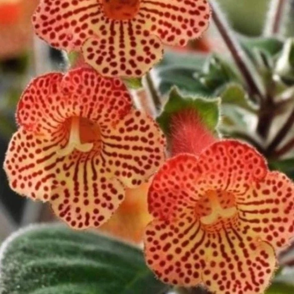 Özel Tür Citronella Kohleria Japon Küpelisi Çiçeği Fidesi (1 Fide) ürün görseli 1
