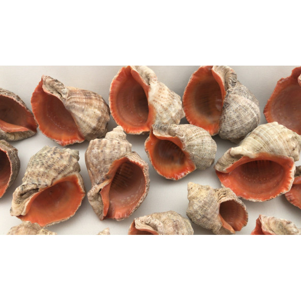 Gongaz Deniz Kabuğu Süs Dekoratif Akvaryum Süsleme 3-4 Cm 5 Adet ürün görseli 1